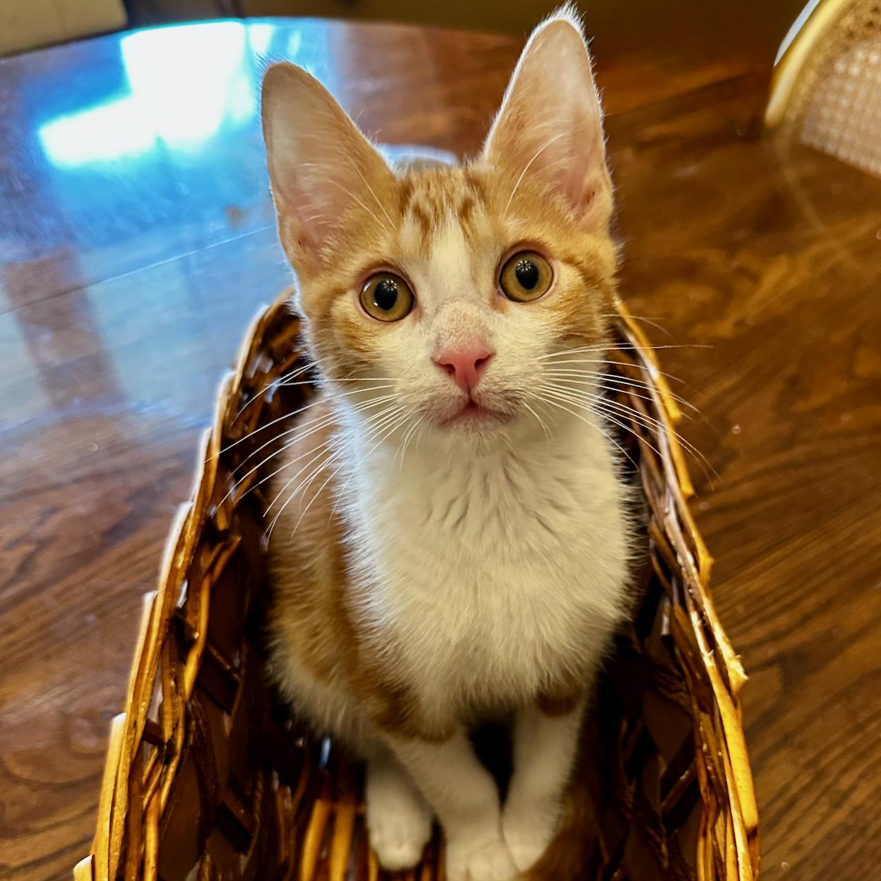 Enlarge Charmander, a Adoptable mixed breed in East Brunswick, NJ image 5/5