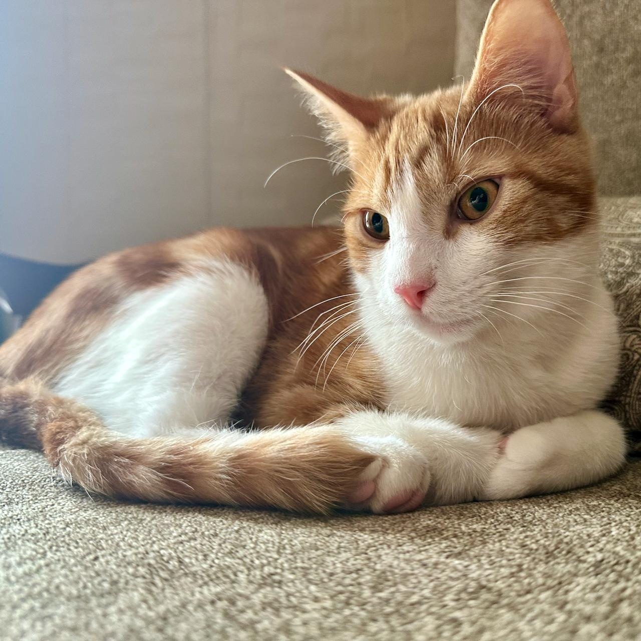 Enlarge Charmander, a Adoptable mixed breed in East Brunswick, NJ image 3/5