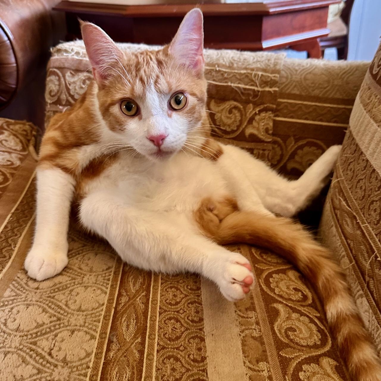 Charmander, Adoptable, Kitten Male Tabby & Domestic Short Hair.
