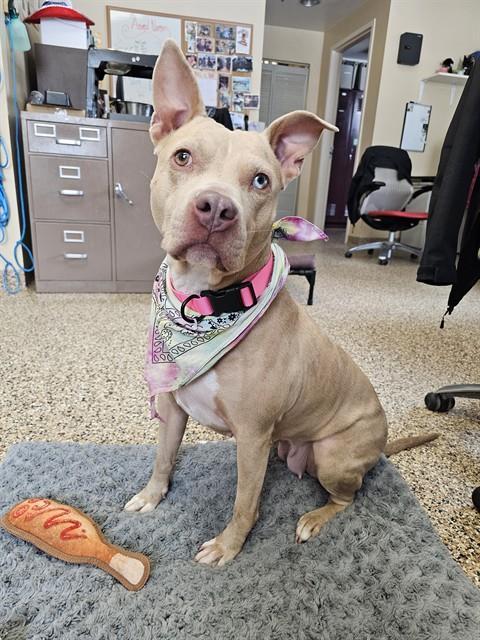 BECKY, Adoptable, Adult Female Pit Bull Terrier & Catahoula Leopard Dog.