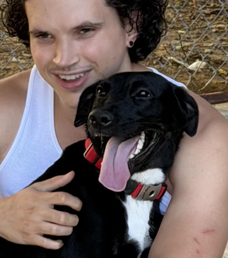 Raven, Adoptable, Young Female Labrador Retriever & Fox Terrier.