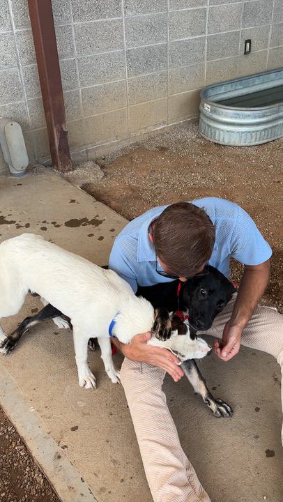 Enlarge Raven, an adopted mixed breed in Pilot Point, TX video 5/6