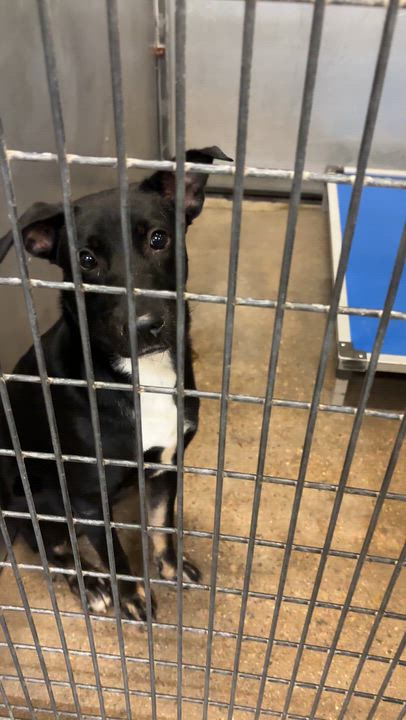 Enlarge Raven, a Adoptable mixed breed in Pilot Point, TX video 2/3