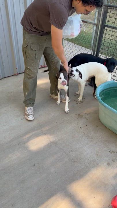 Enlarge Raven, an adopted mixed breed in Pilot Point, TX video 6/6