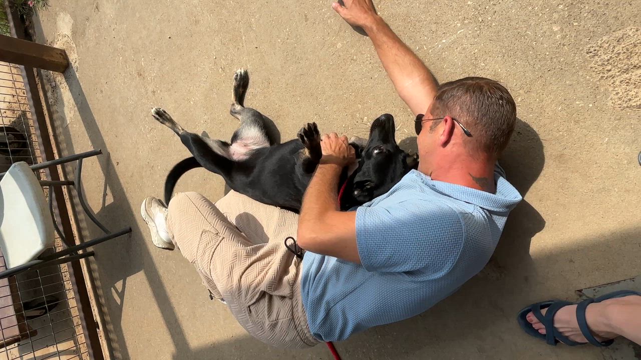 Enlarge Raven, a Adoptable mixed breed in Pilot Point, TX video 3/3