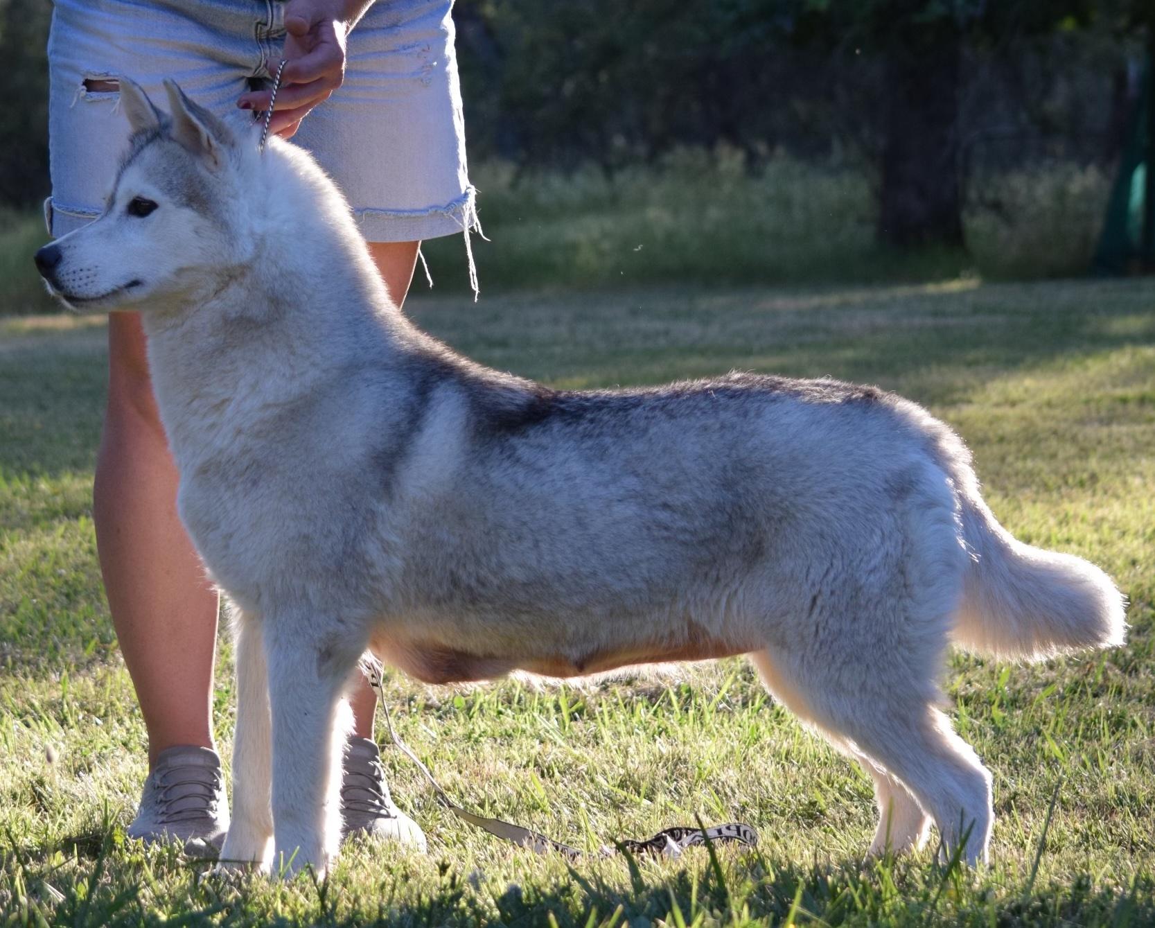 Tea, a ADOPTABLE Siberian Husky in Campbell, CA image 2/2