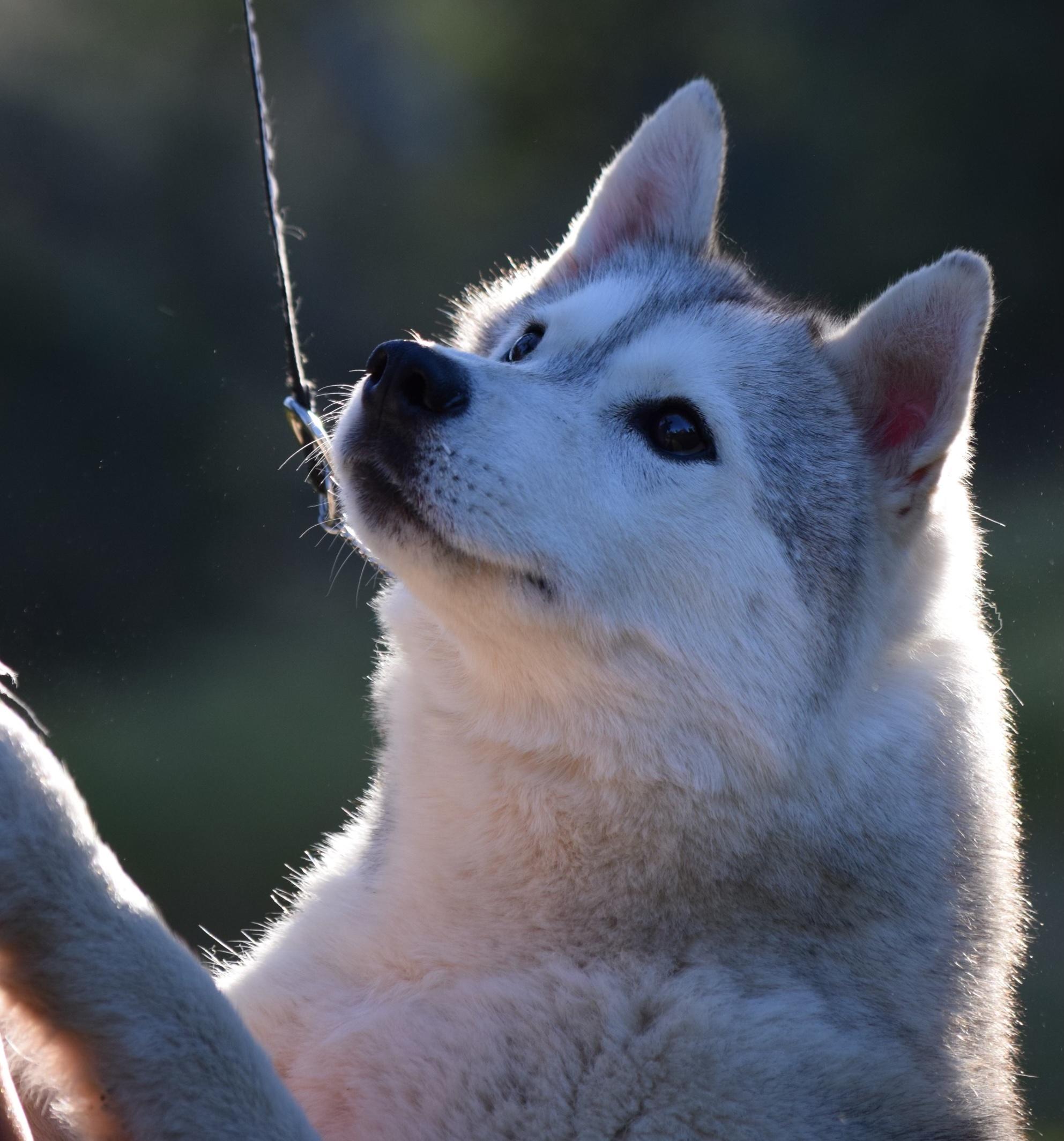 Tea, ADOPTABLE, Adult Female Siberian Husky.