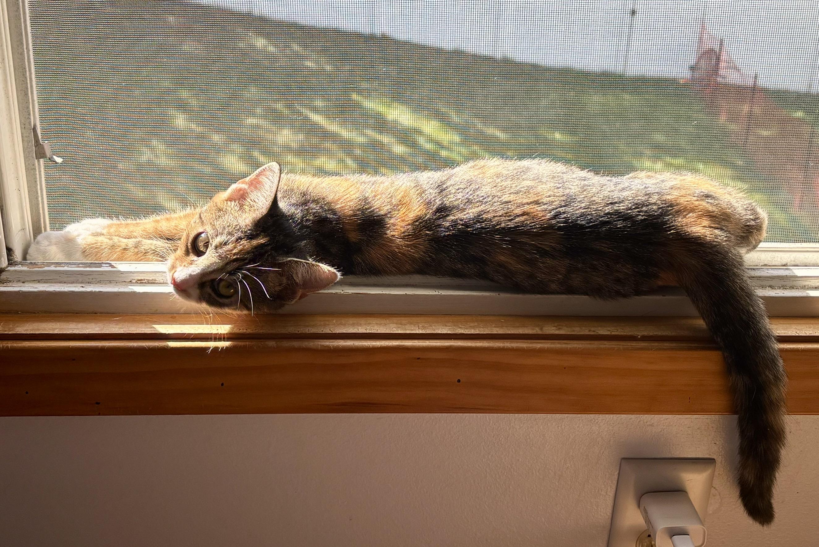 Enlarge Ophelia, a ADOPTABLE Domestic Short Hair in Minneapolis, MN image 2/6