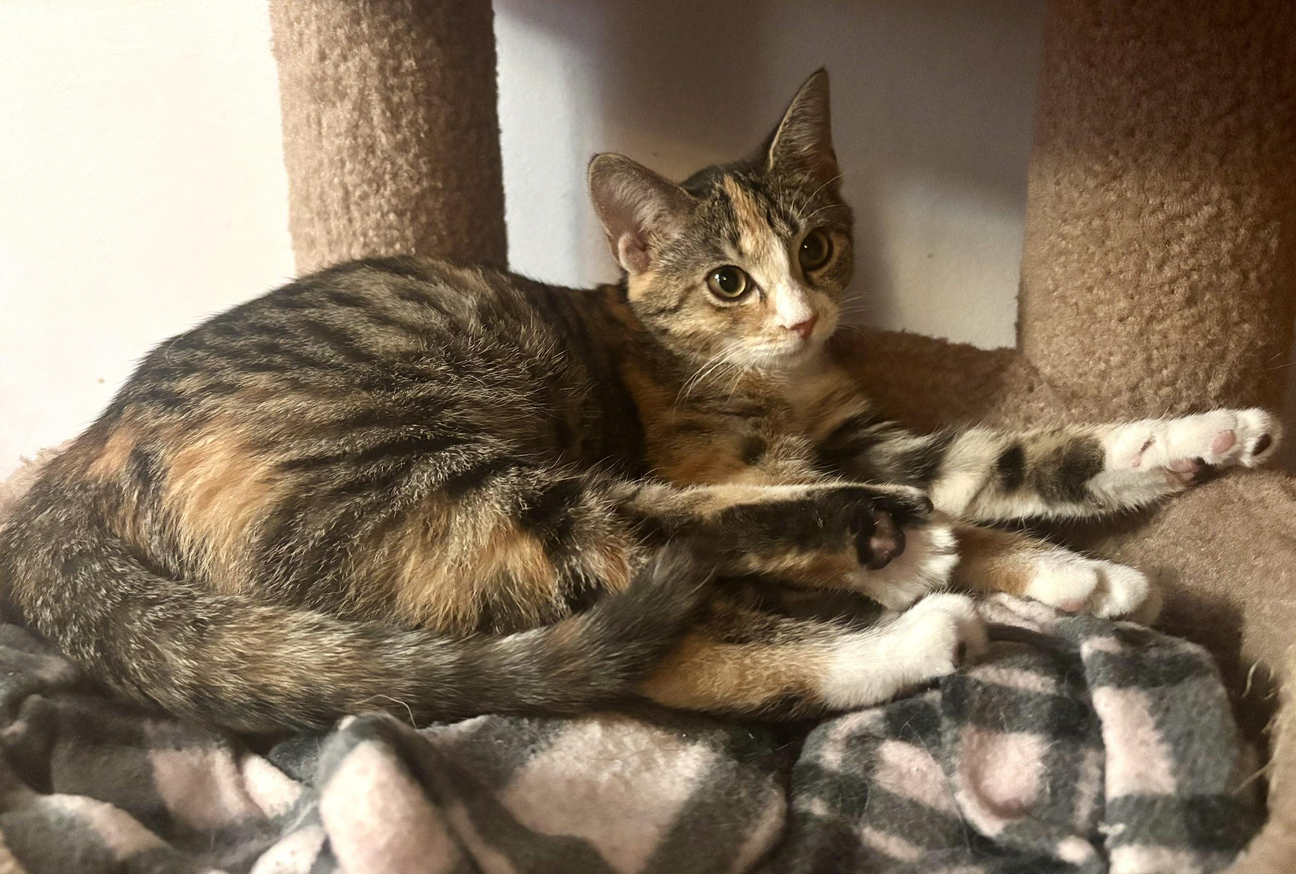 Enlarge Ophelia, a ADOPTABLE Domestic Short Hair in Minneapolis, MN image 3/6