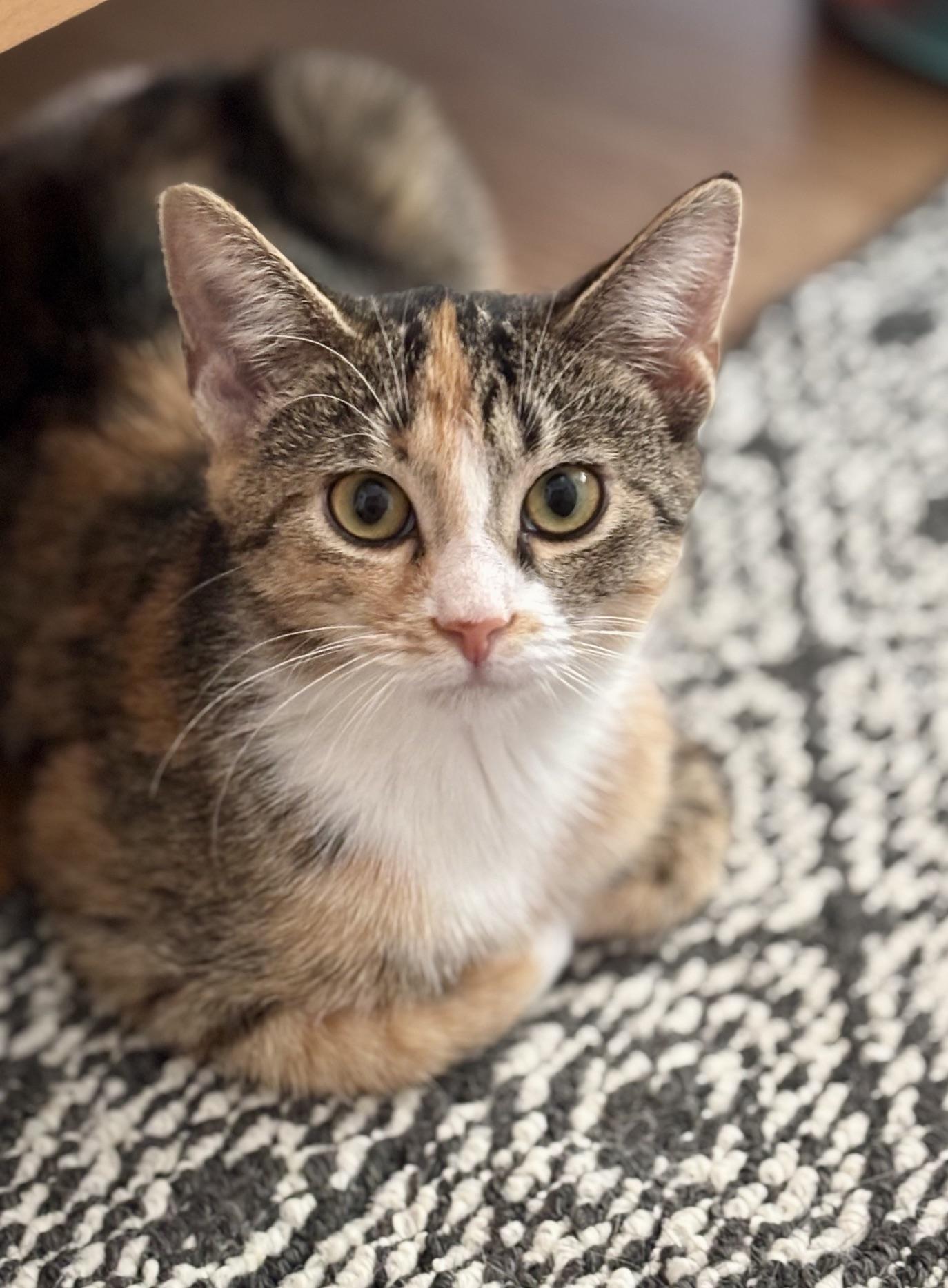 Ophelia, ADOPTABLE, Kitten Female Domestic Short Hair.