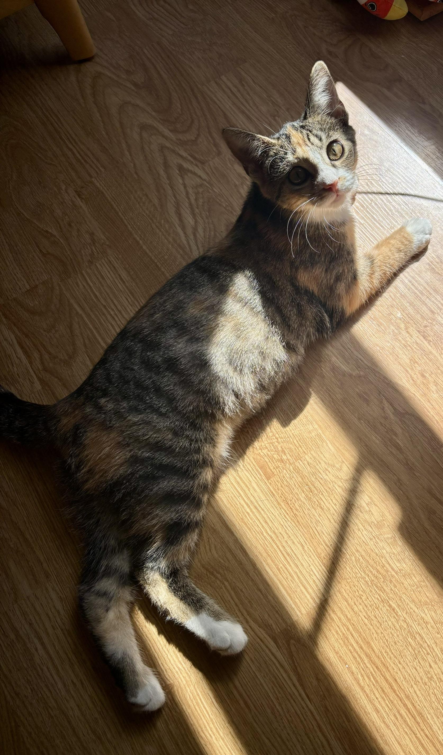 Enlarge Ophelia, a ADOPTABLE Domestic Short Hair in Minneapolis, MN image 4/6