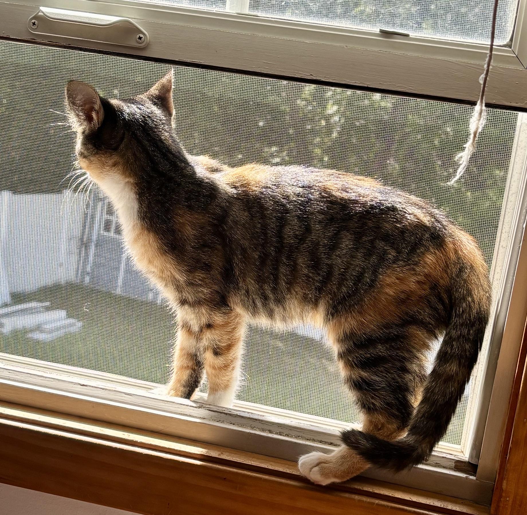 Enlarge Ophelia, a ADOPTABLE Domestic Short Hair in Minneapolis, MN image 5/6