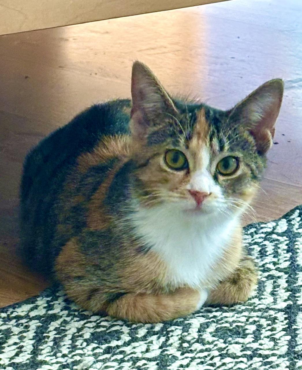 Enlarge Ophelia, a ADOPTABLE Domestic Short Hair in Minneapolis, MN image 6/6