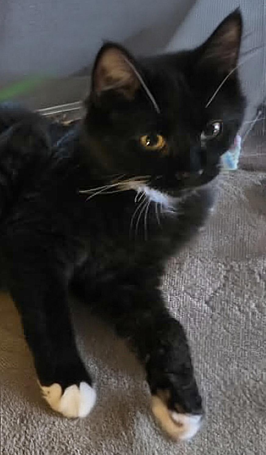 Enlarge Basil, a ADOPTABLE Domestic Long Hair in Attleboro, MA image 1/5