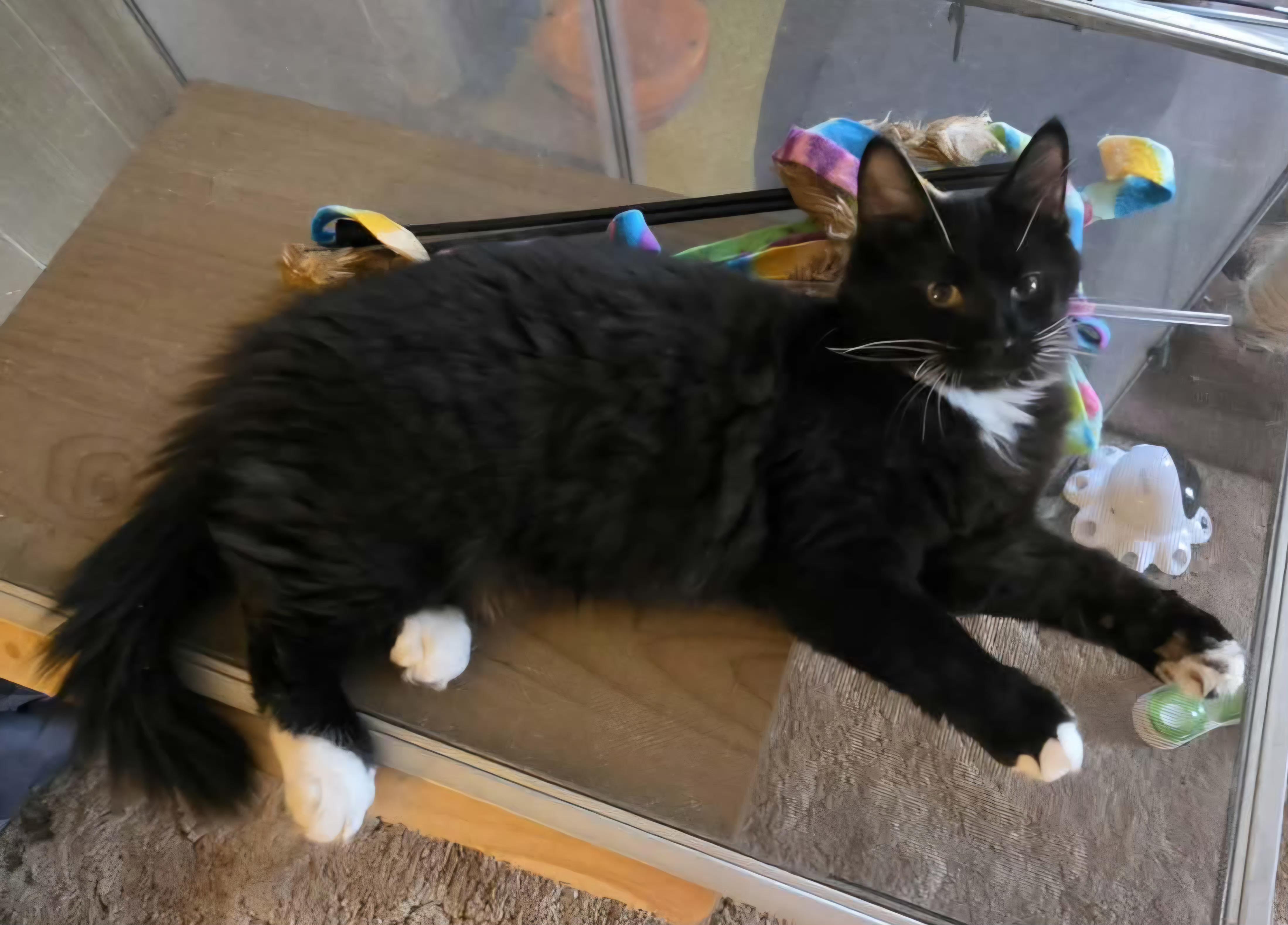 Enlarge Basil, a ADOPTABLE Domestic Long Hair in Attleboro, MA image 2/5