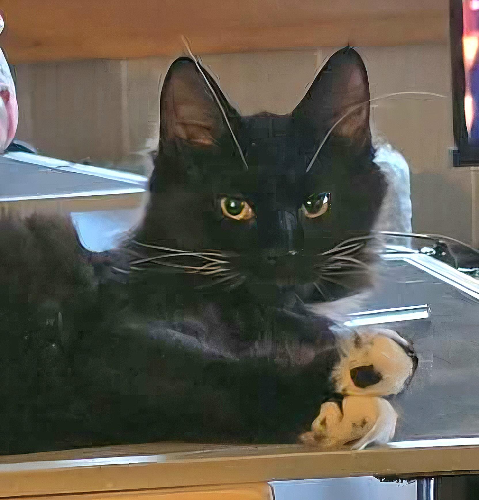 Enlarge Basil, a ADOPTABLE Domestic Long Hair in Attleboro, MA image 3/5