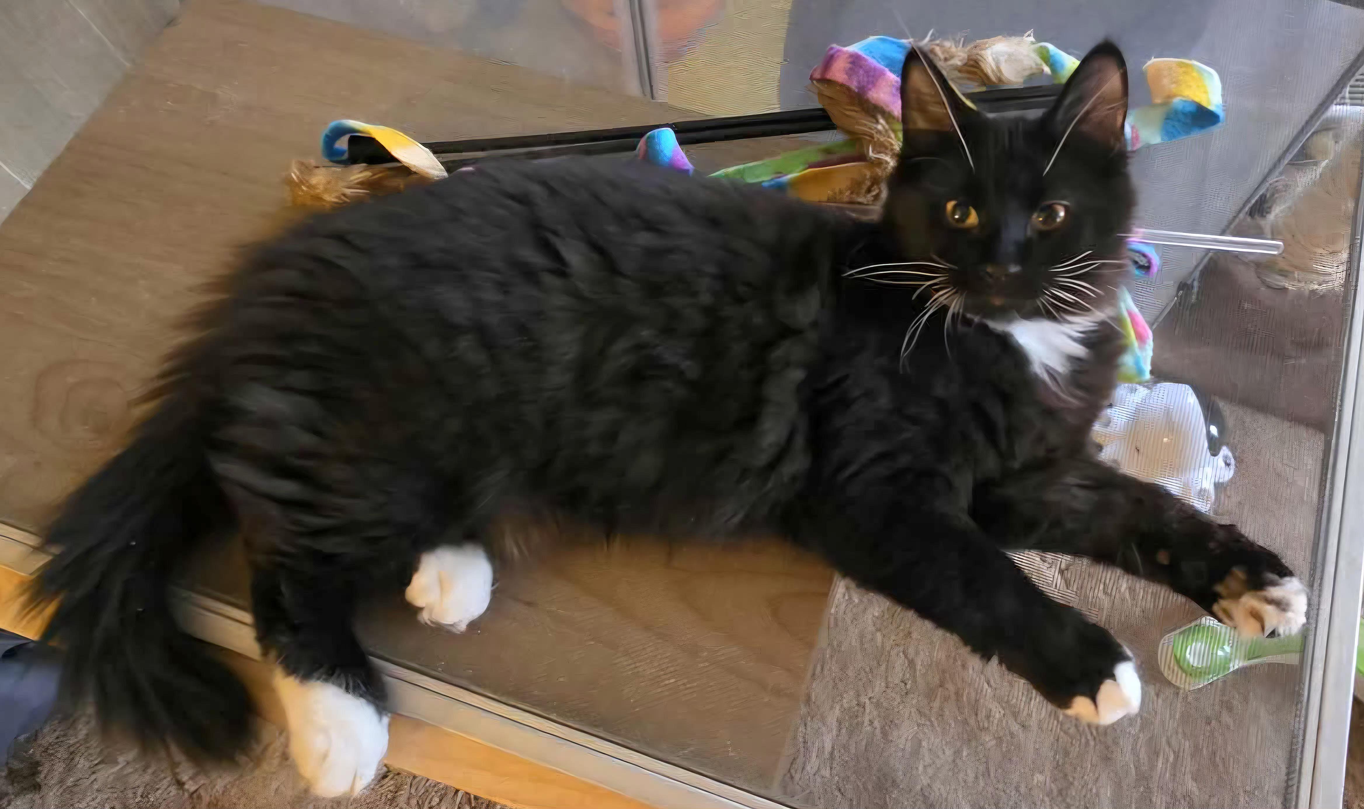 Enlarge Basil, a ADOPTABLE Domestic Long Hair in Attleboro, MA image 4/5