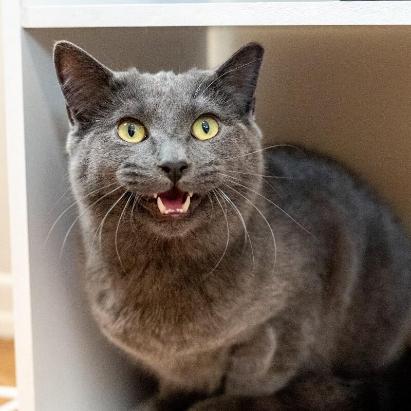 Enlarge Rudolph, a Adoptable Domestic Short Hair in North Babylon, NY image 3/5