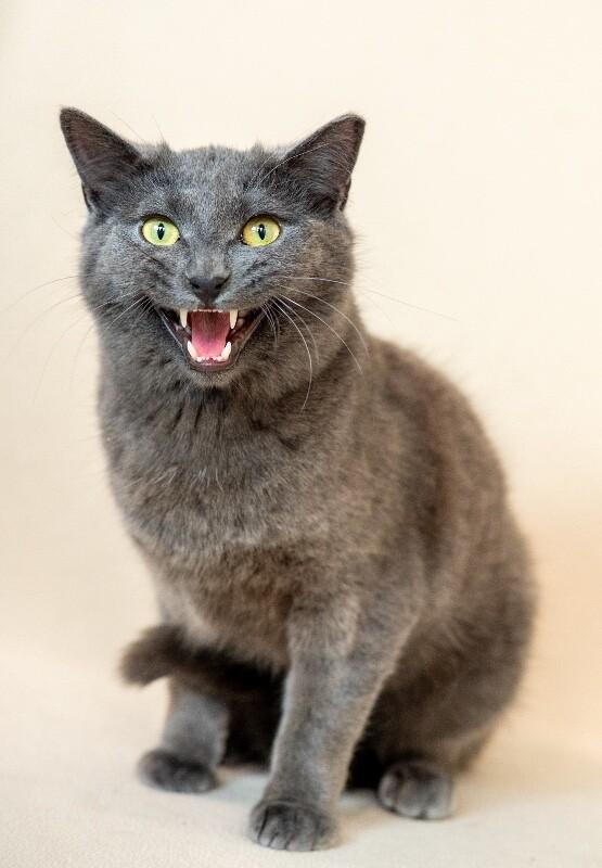 Enlarge Rudolph, a Adoptable Domestic Short Hair in North Babylon, NY image 4/5