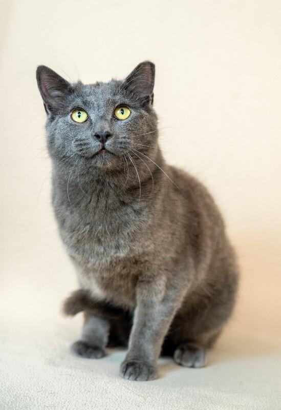 Enlarge Rudolph, a Adoptable Domestic Short Hair in North Babylon, NY image 5/5