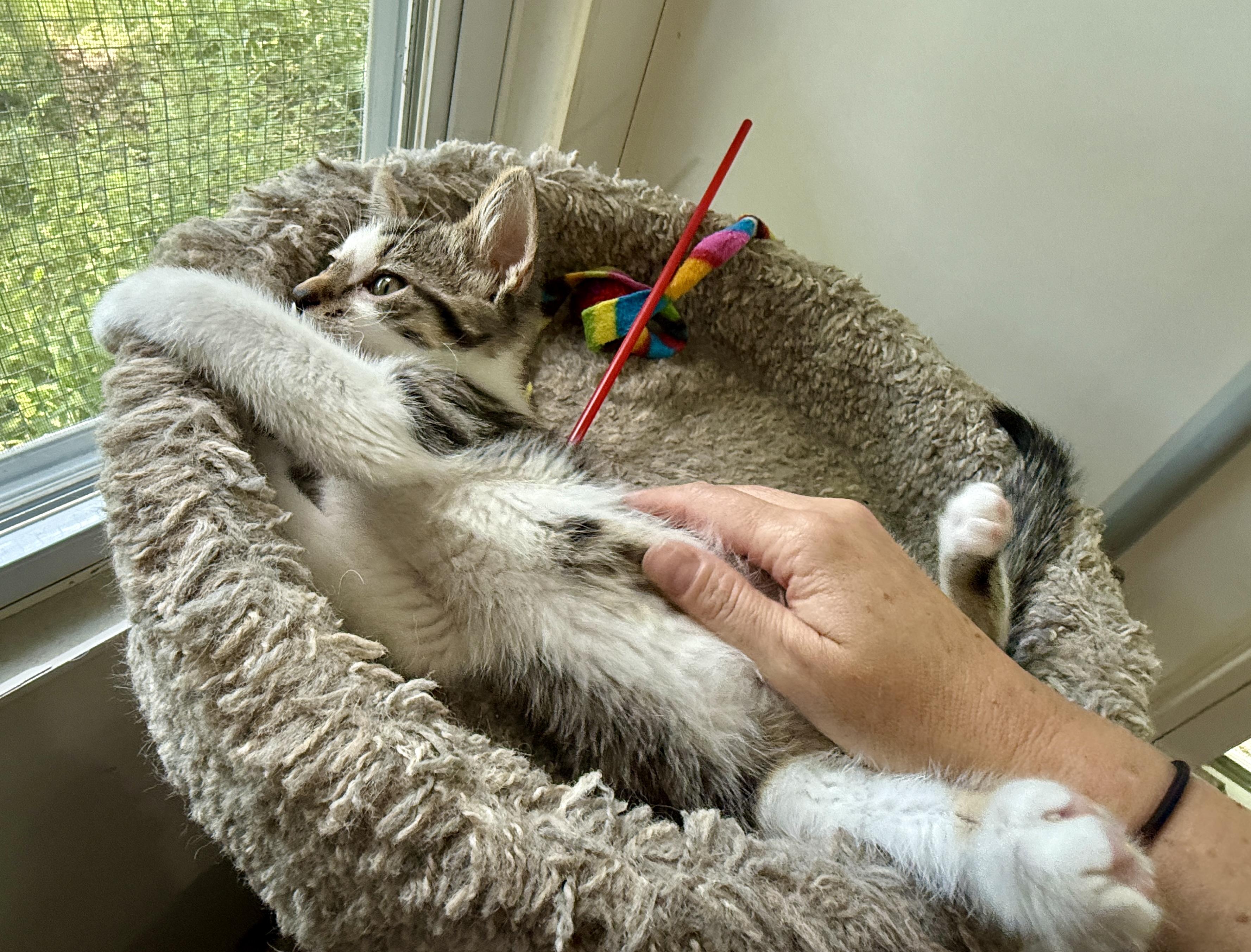 Enlarge Jake, a Adoptable Domestic Short Hair in Ashland, OH image 2/5