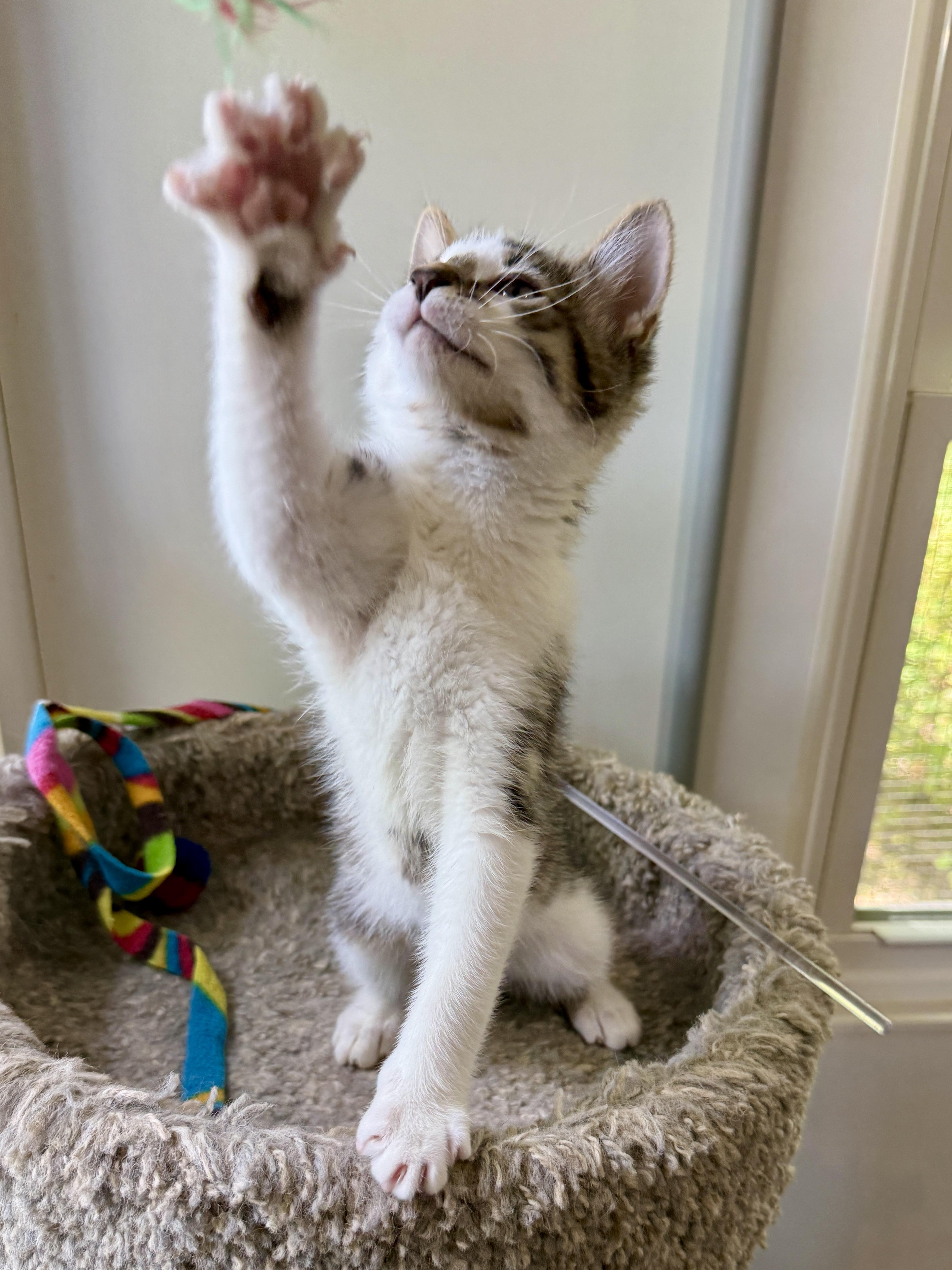 Enlarge Jake, a Adoptable Domestic Short Hair in Ashland, OH image 5/5