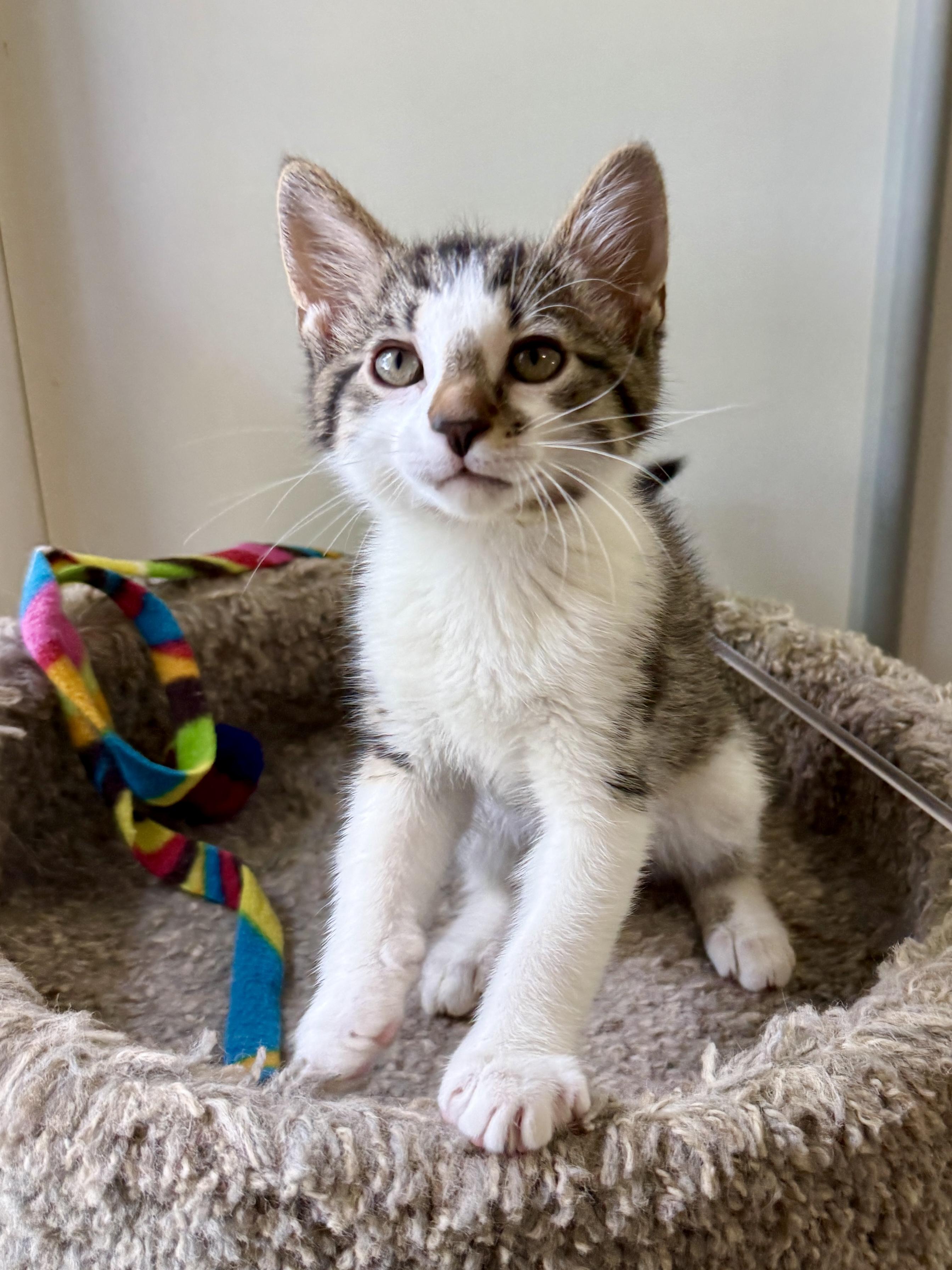 Jake, Adoptable, Kitten Male Domestic Short Hair.