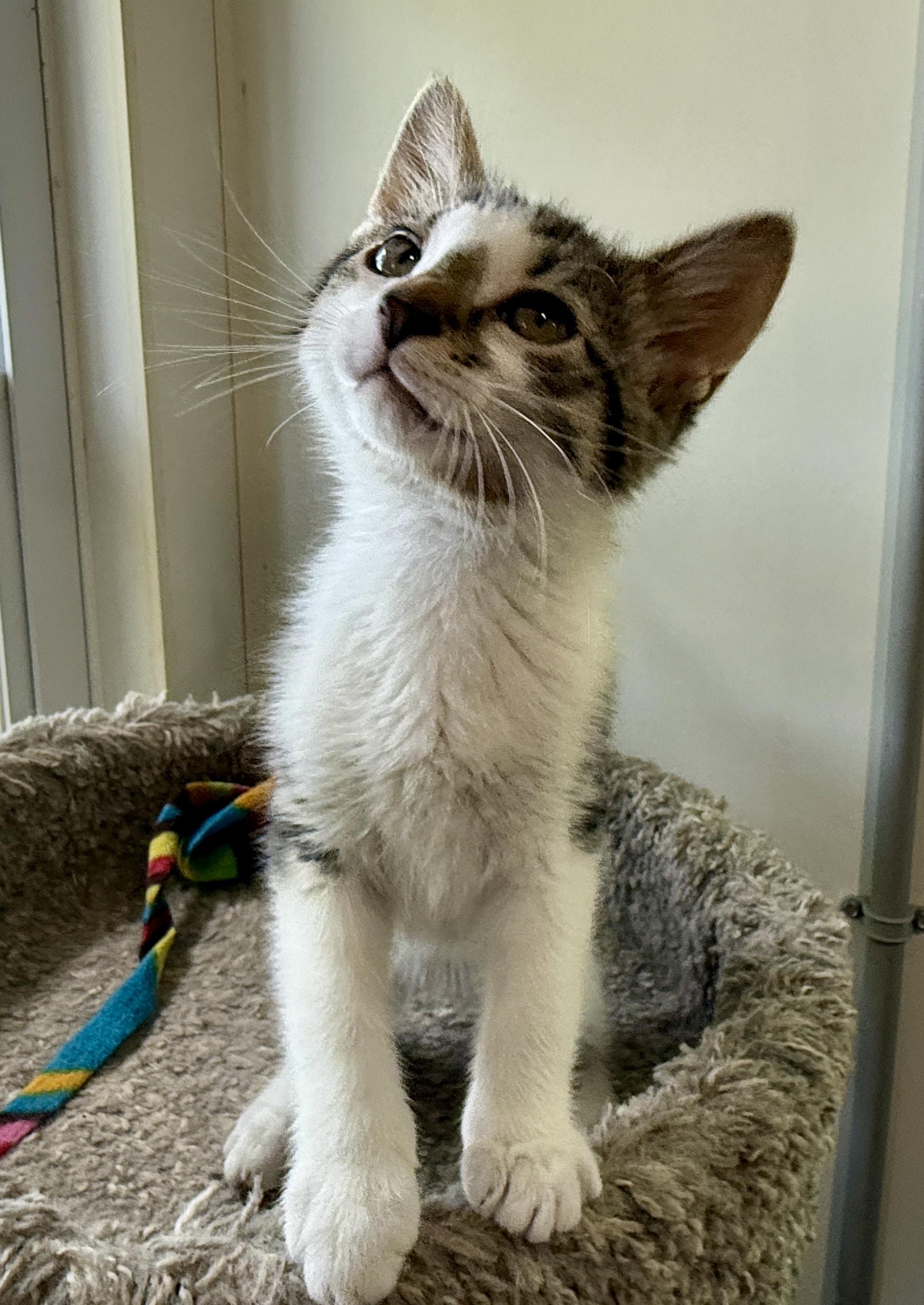 Enlarge Jake, a Adoptable Domestic Short Hair in Ashland, OH image 4/5