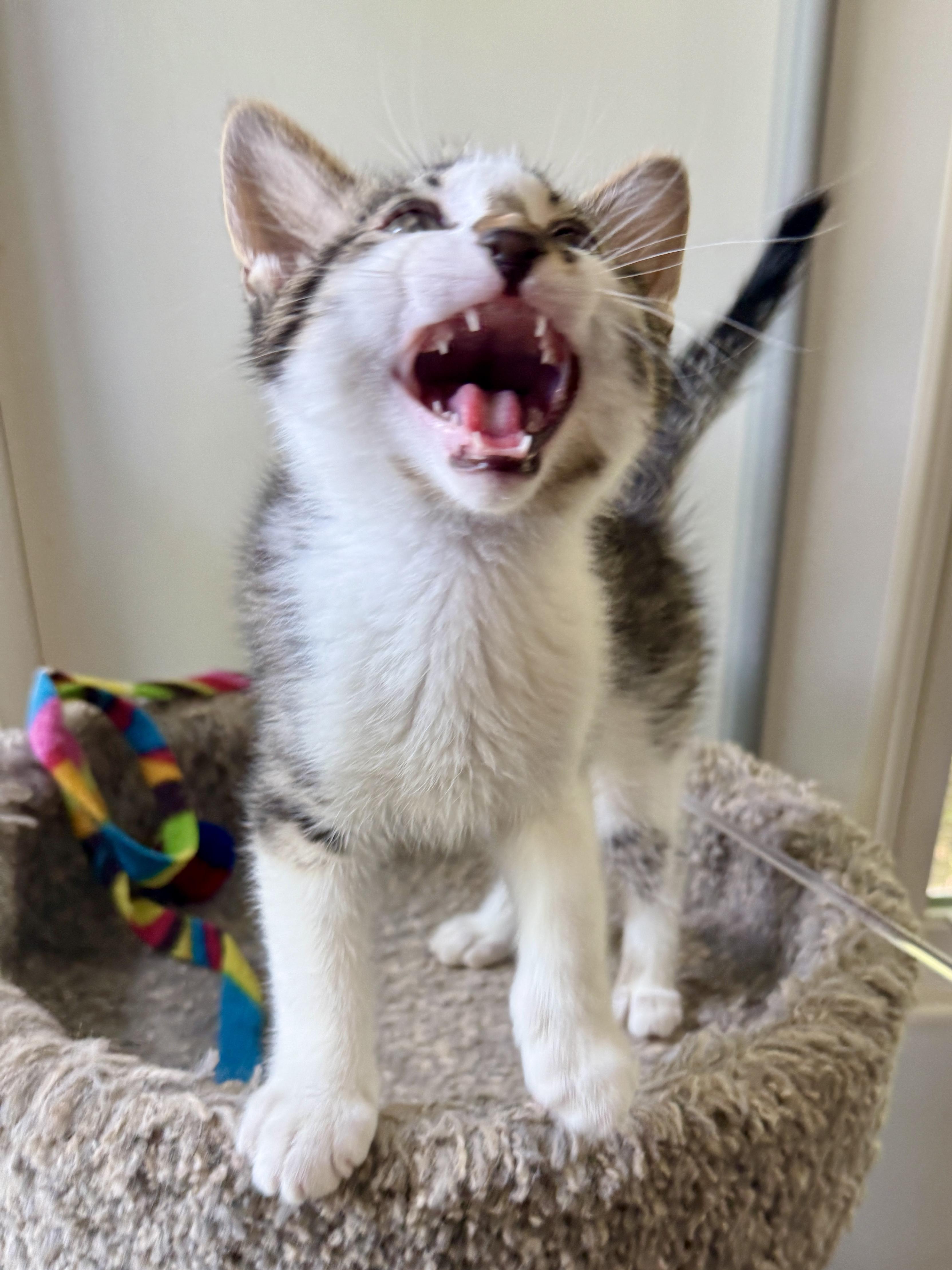 Enlarge Jake, a Adoptable Domestic Short Hair in Ashland, OH image 3/5