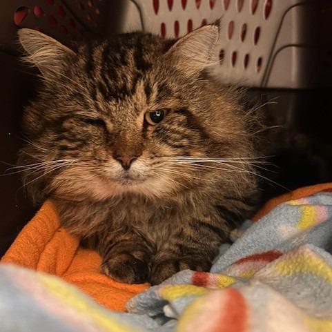 Simba, a Adoptable Domestic Medium Hair in Port Townsend, WA image 1/4