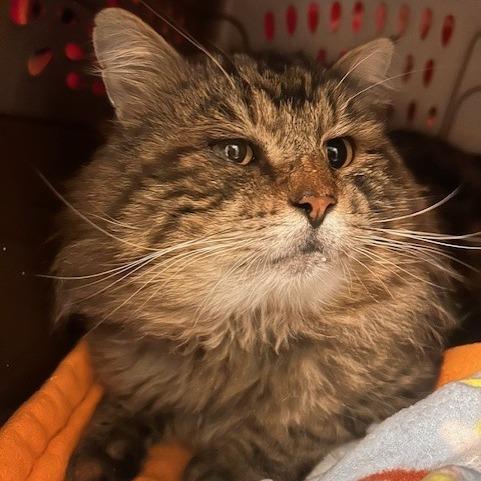 Simba, a Adoptable Domestic Medium Hair in Port Townsend, WA image 2/4