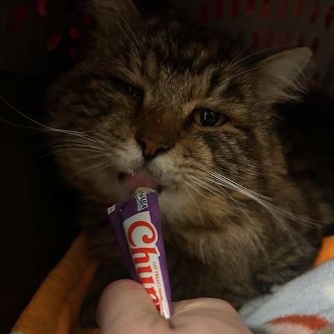 Simba, a Adoptable Domestic Medium Hair in Port Townsend, WA image 3/4