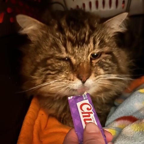 Simba, a Adoptable Domestic Medium Hair in Port Townsend, WA image 4/4