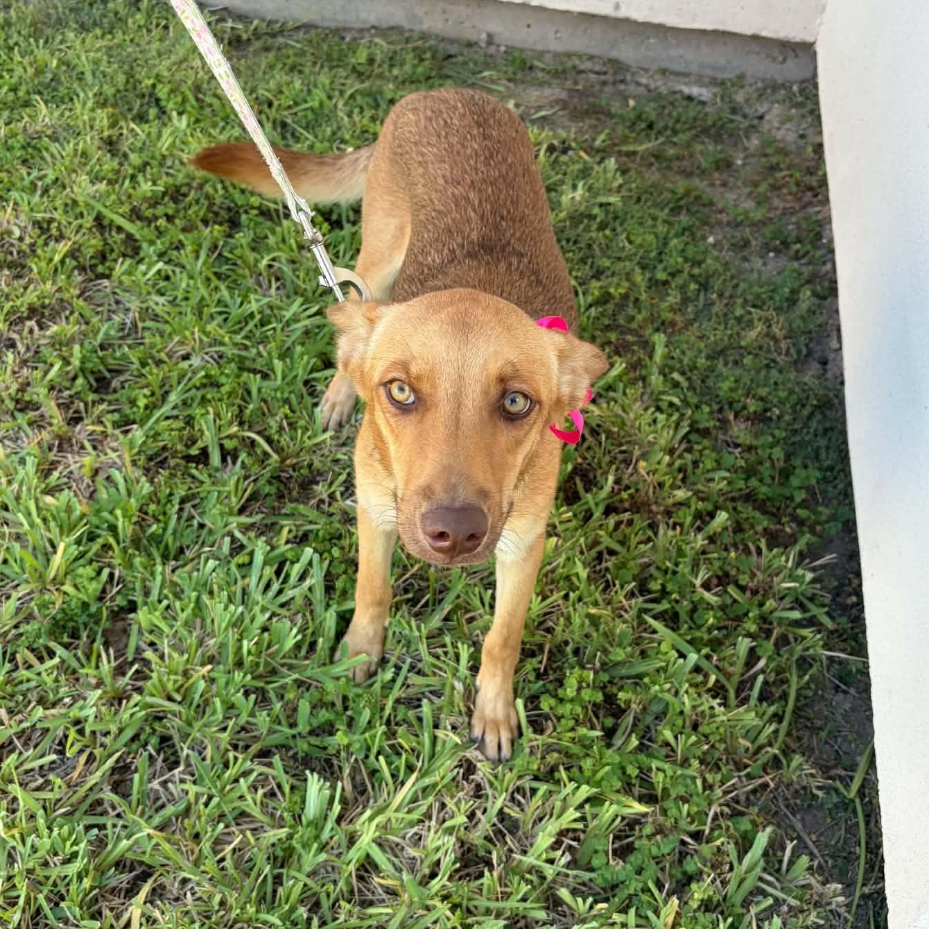 Enlarge Piper, a Adoptable mixed breed in Philadelphia, PA image 5/6