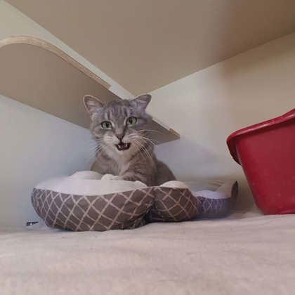 Grandma Bob, a Adoptable mixed breed in Scottsbluff, NE image 1/3
