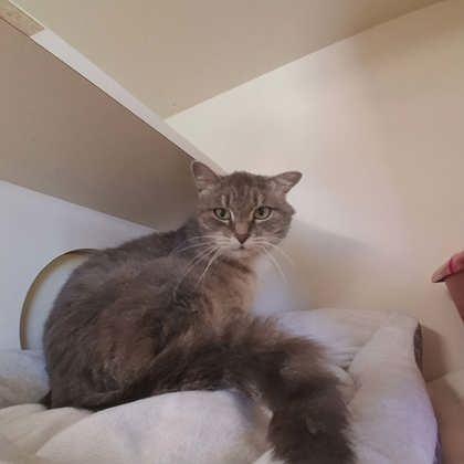 Grandma Bob, a Adoptable mixed breed in Scottsbluff, NE image 2/3