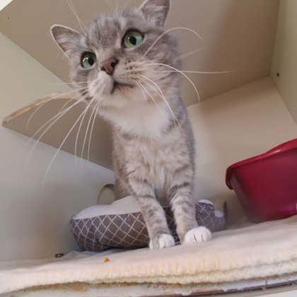 Grandma Bob, a Adoptable mixed breed in Scottsbluff, NE image 3/3