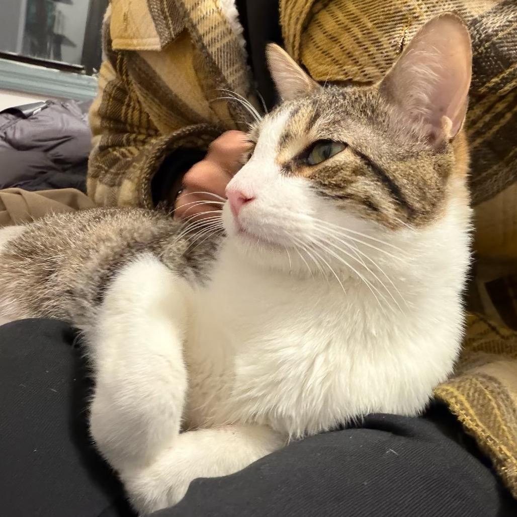 Goblin — thumbnail 3