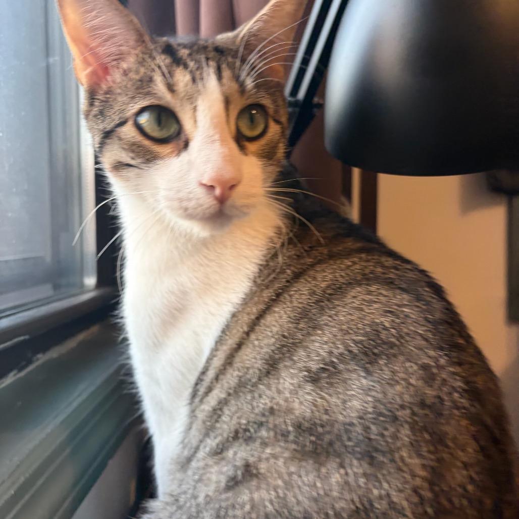 Goblin — thumbnail 5