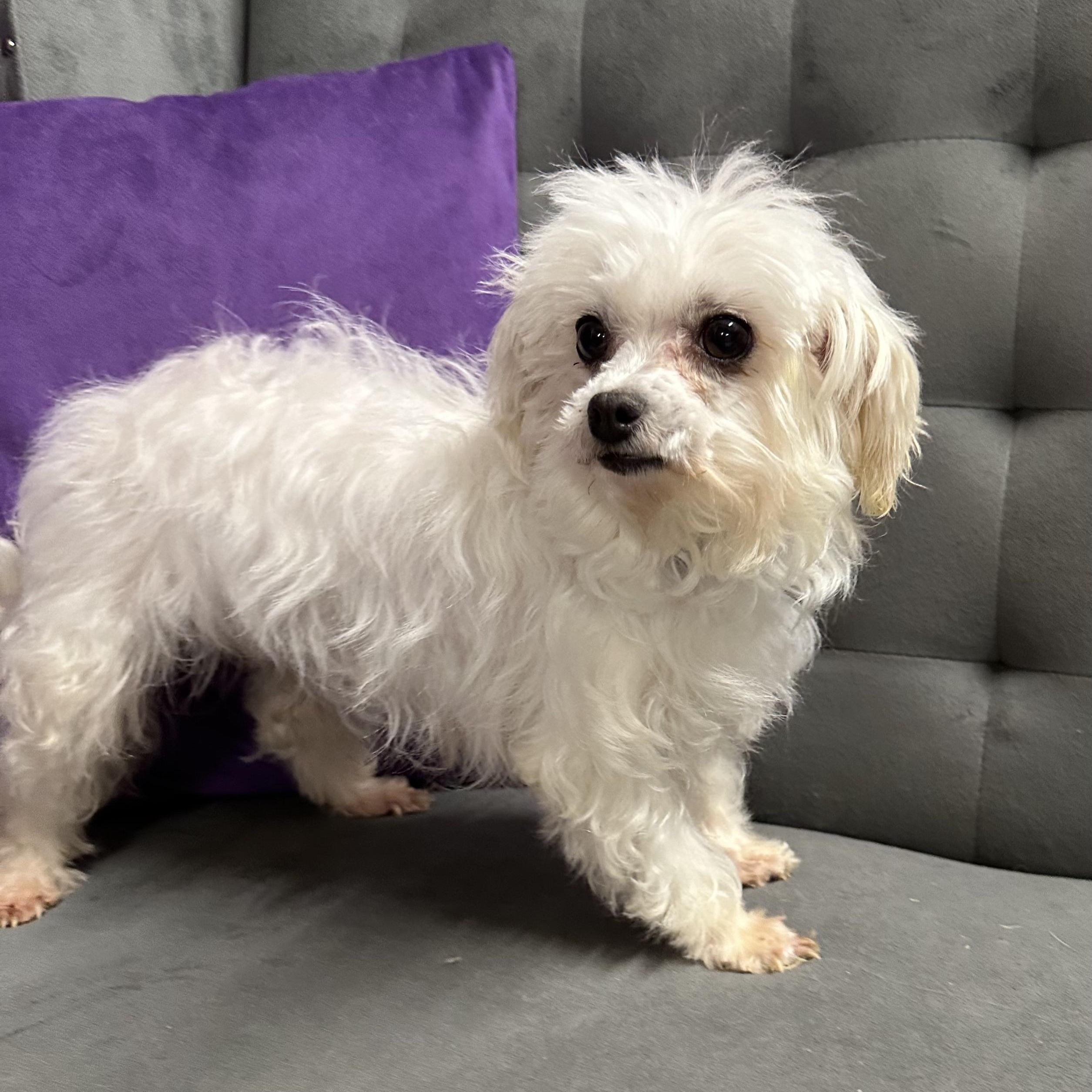 Puff-Foster Home Needed