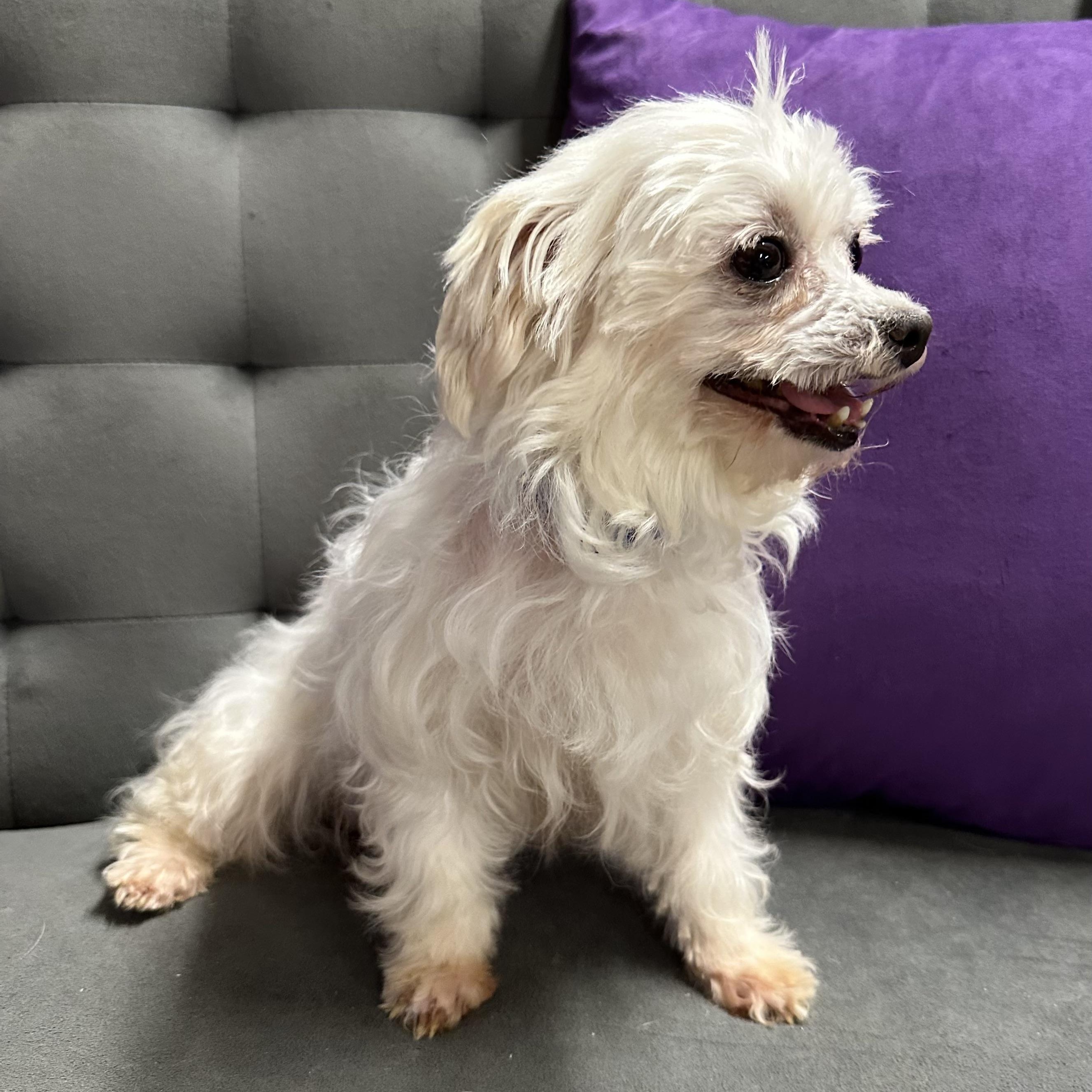 Puff-Foster Home Needed