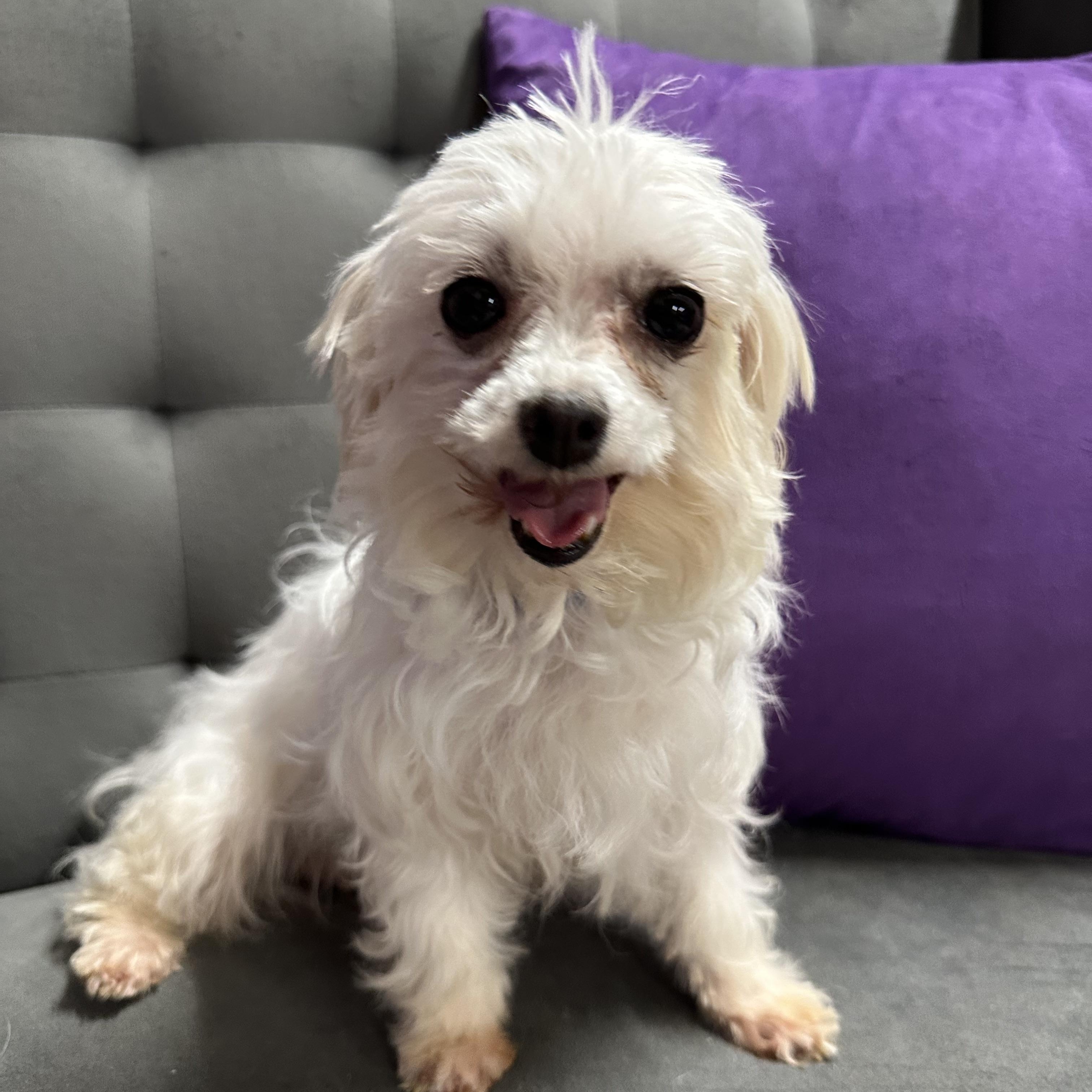 Puff-Foster Home Needed