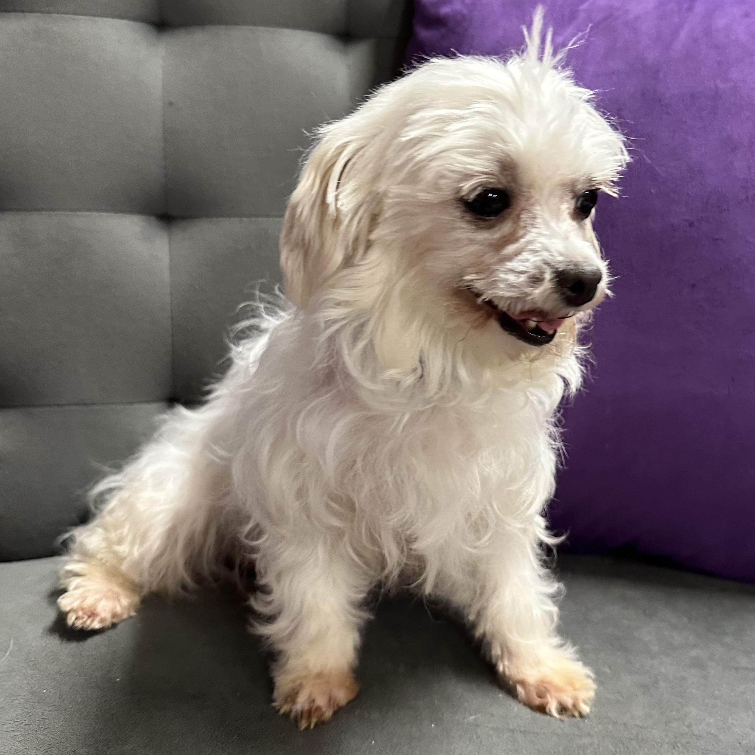 Puff-Foster Home Needed