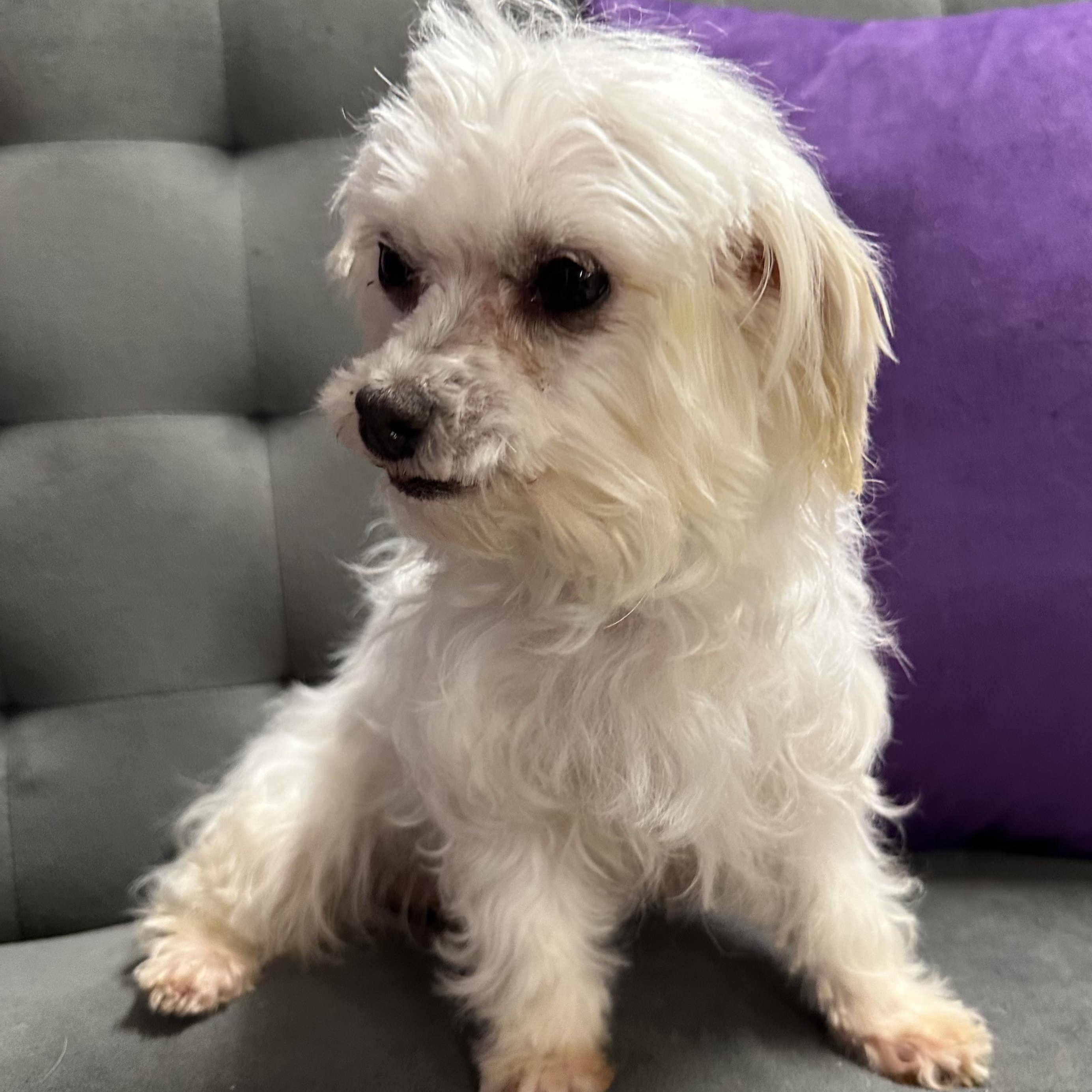 Puff-Foster Home Needed