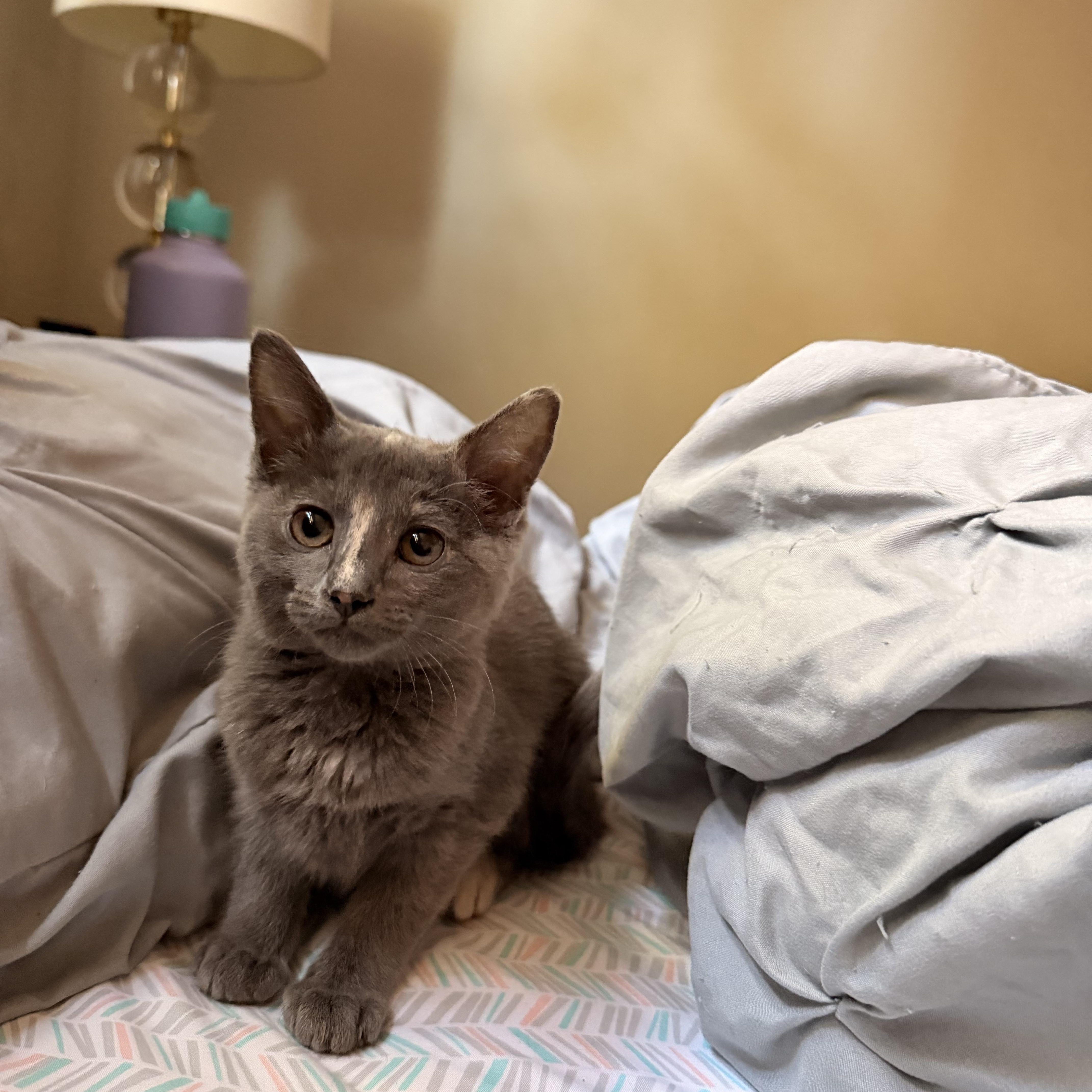 Daikon, an adopted Domestic Short Hair in Davis, CA image 4/5