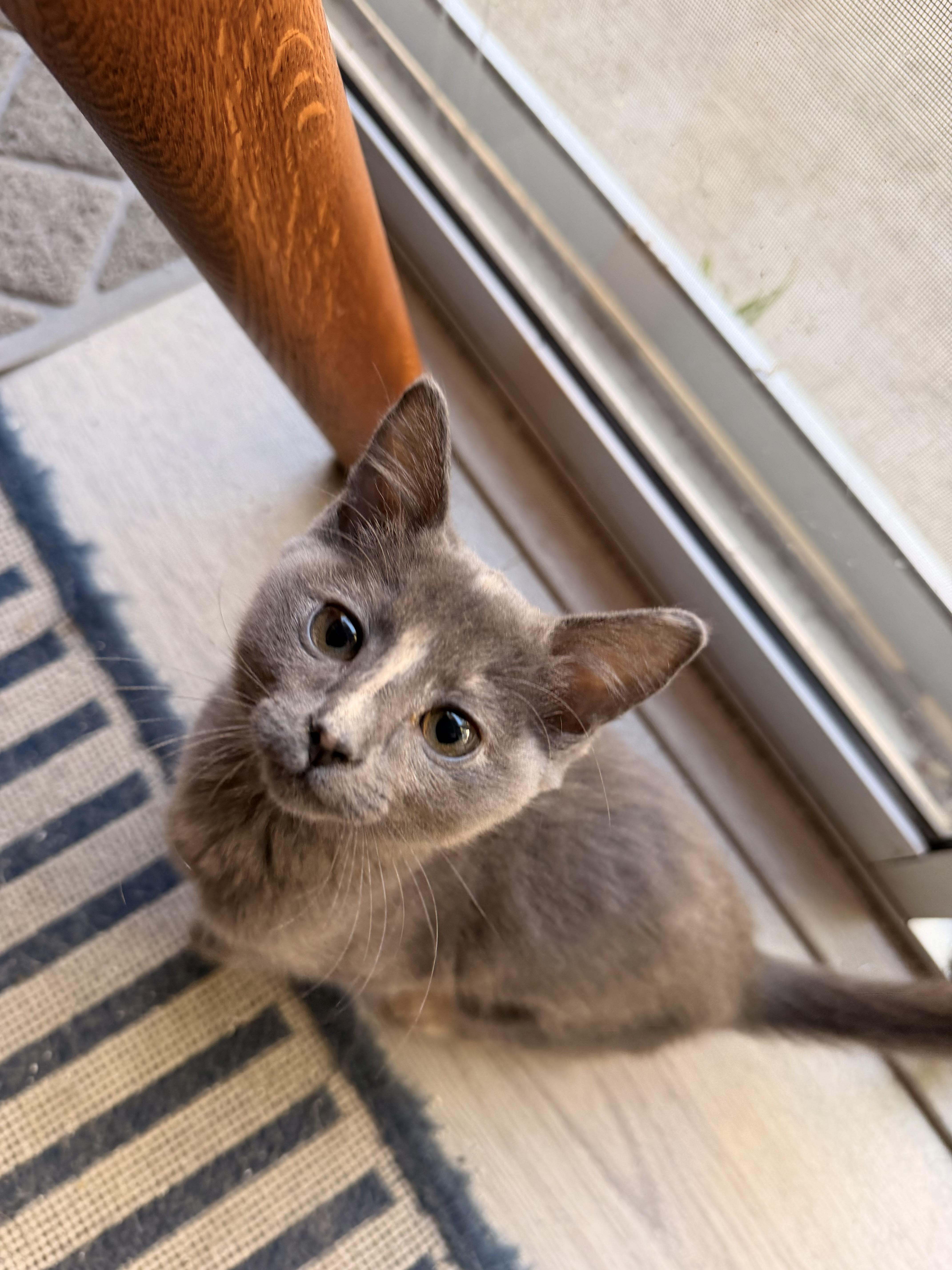 Daikon, adopted, Kitten Female Domestic Short Hair.