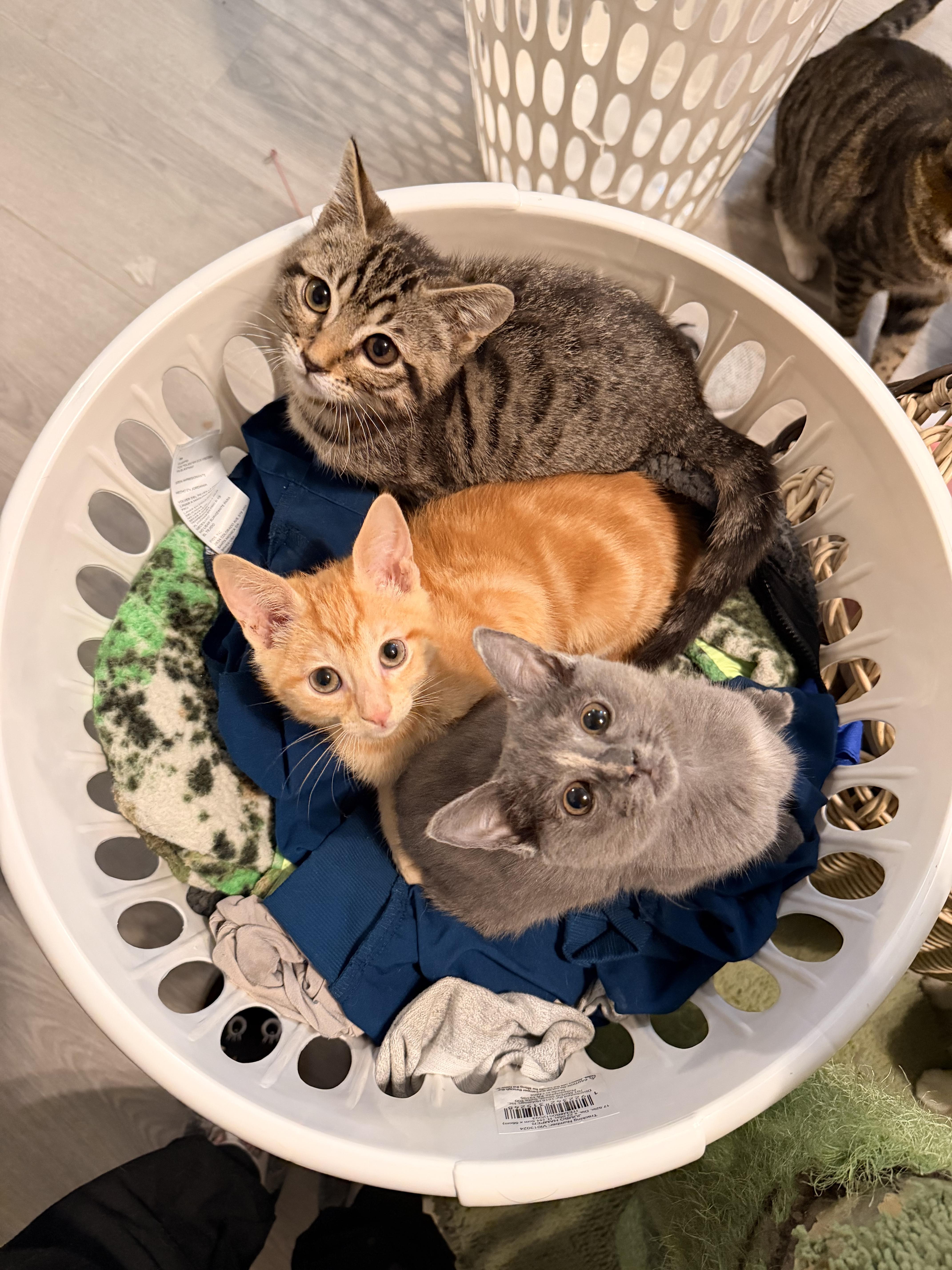 Daikon, an adopted Domestic Short Hair in Davis, CA image 5/5