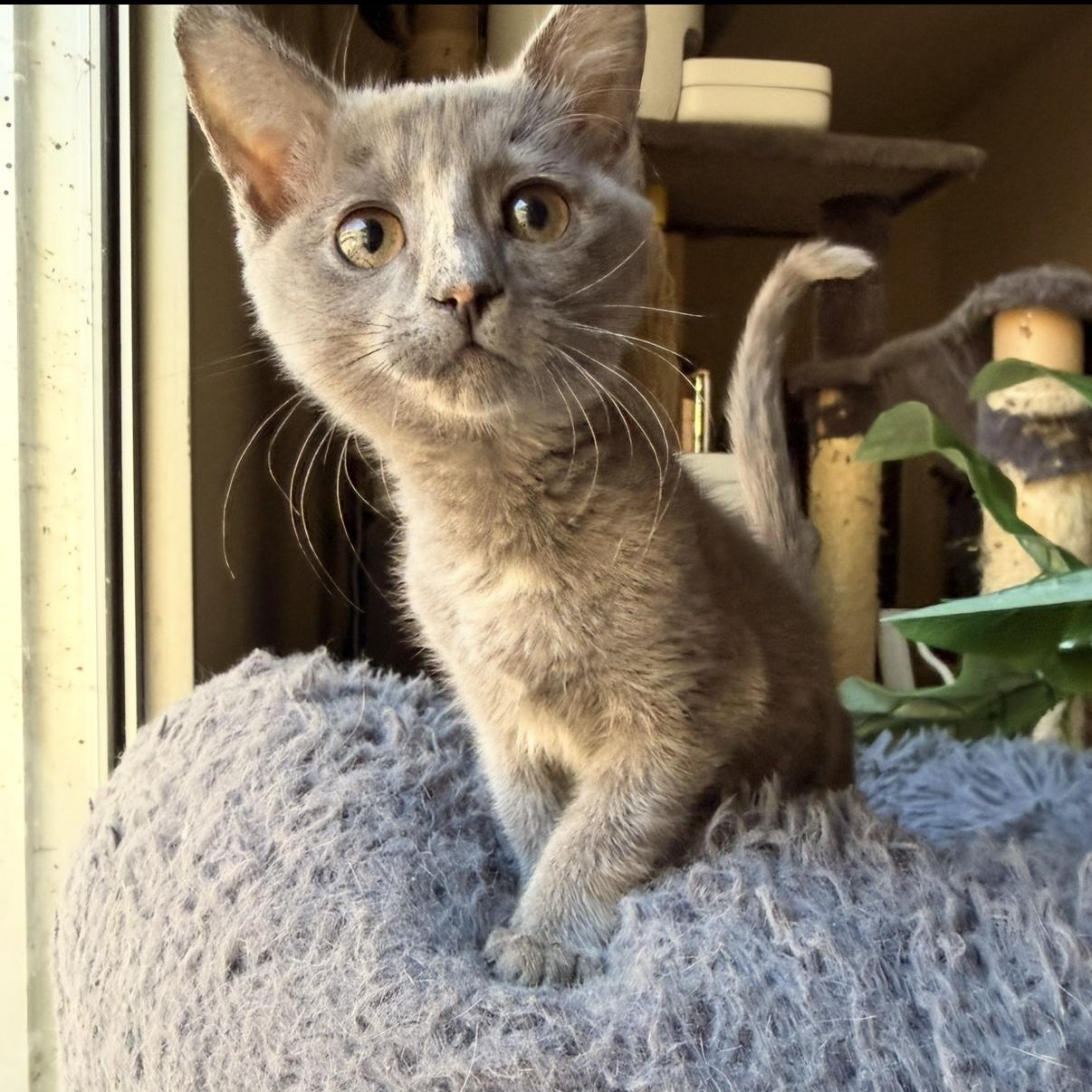 Daikon, an adopted Domestic Short Hair in Davis, CA image 2/5