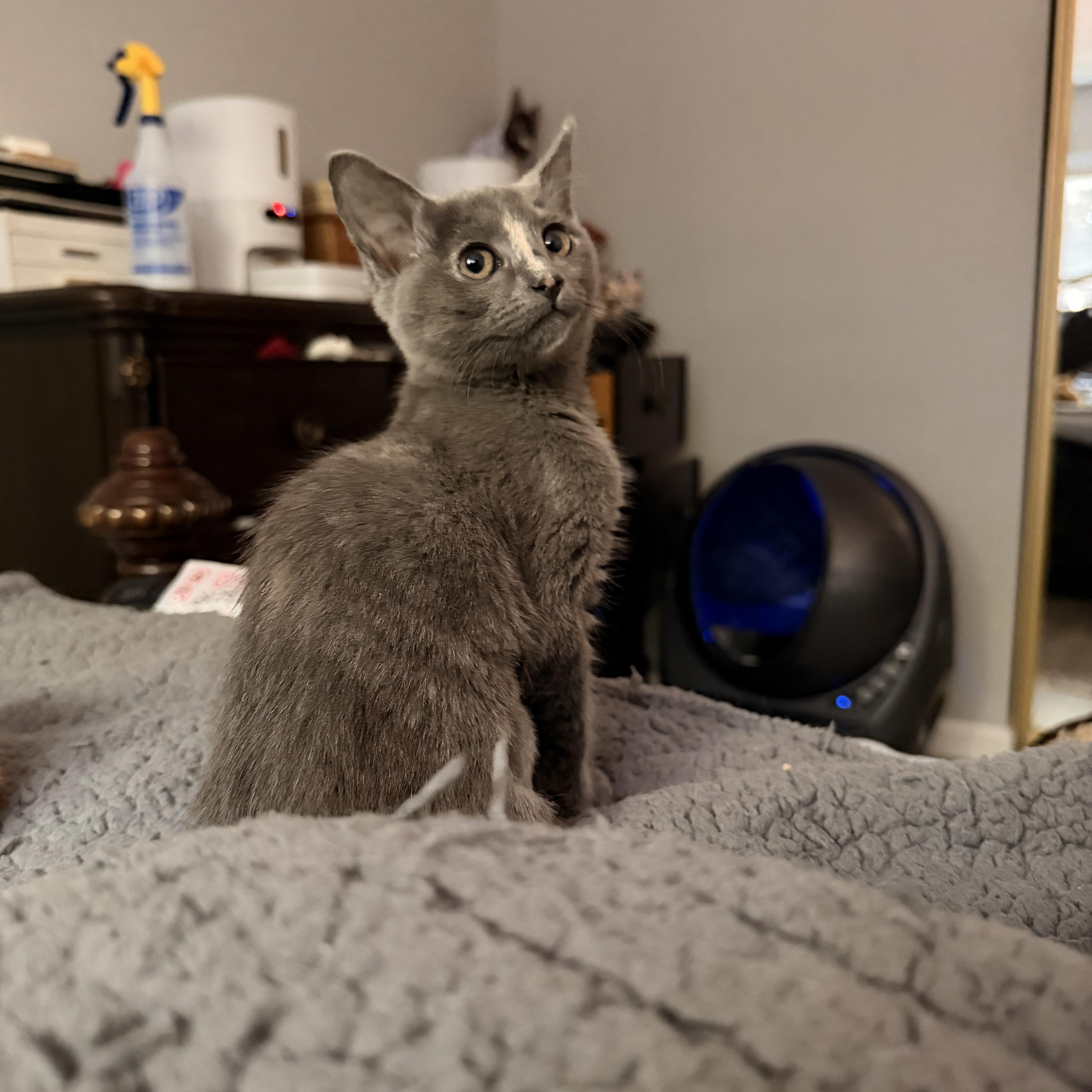 Daikon, an adopted Domestic Short Hair in Davis, CA image 3/5