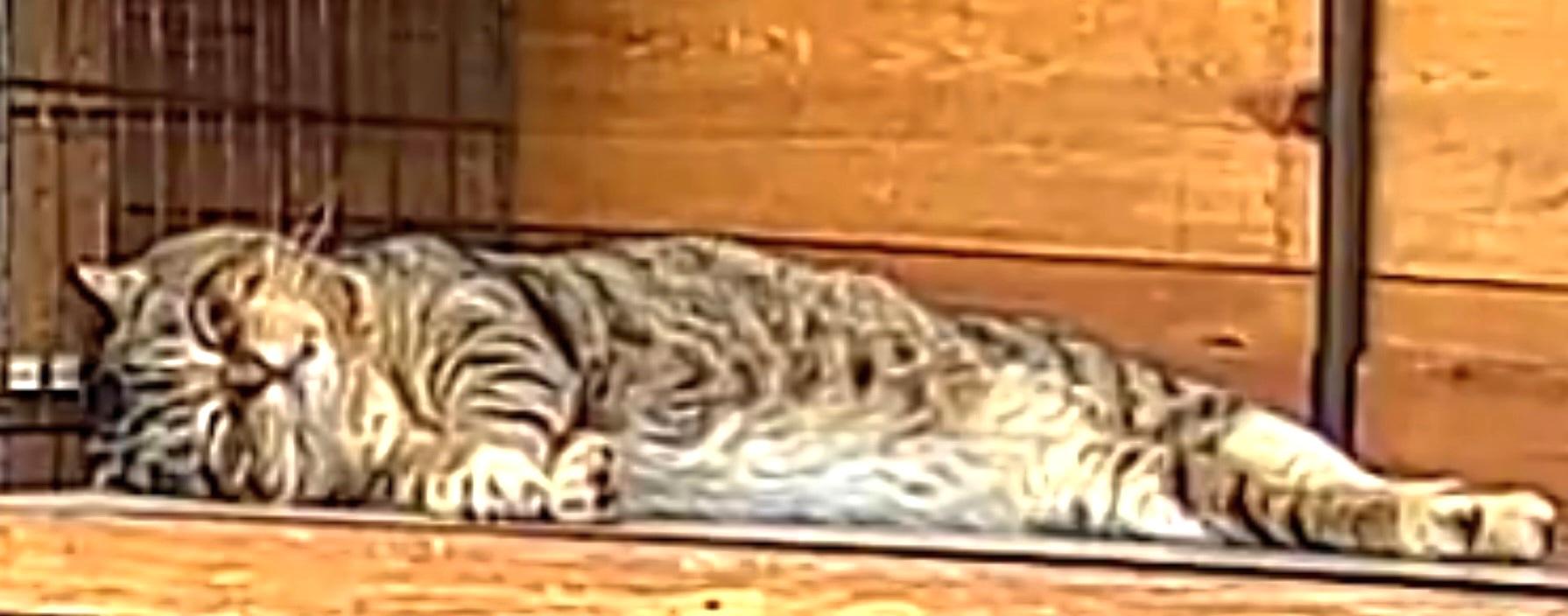 Watson, an adopted Tabby in Springfield, OR image 4/4